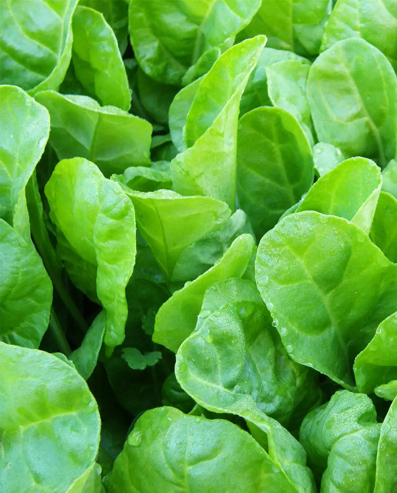 ชาร์ด Special Baby Leaf Tender Chard