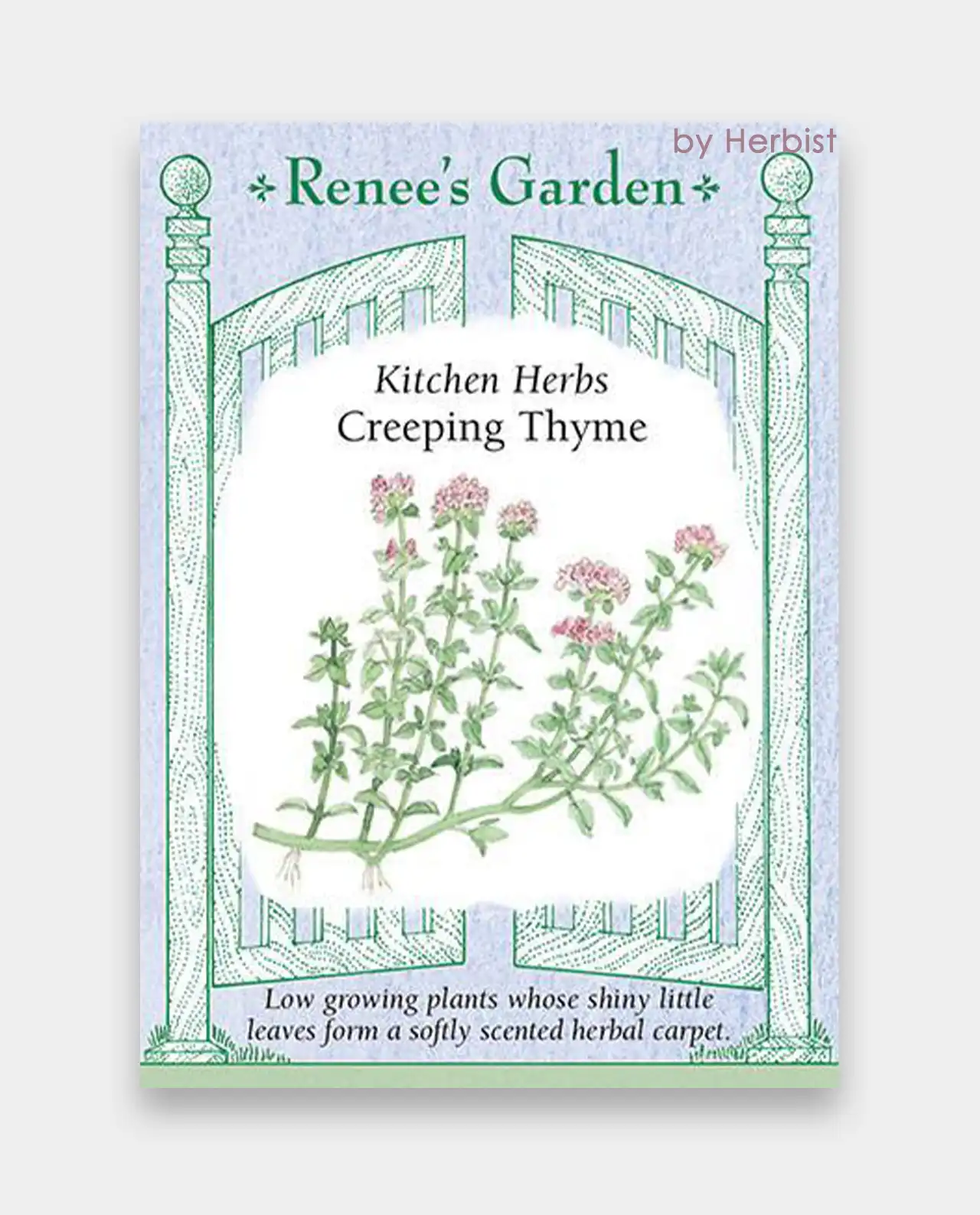ไทม์ Creeping Thyme