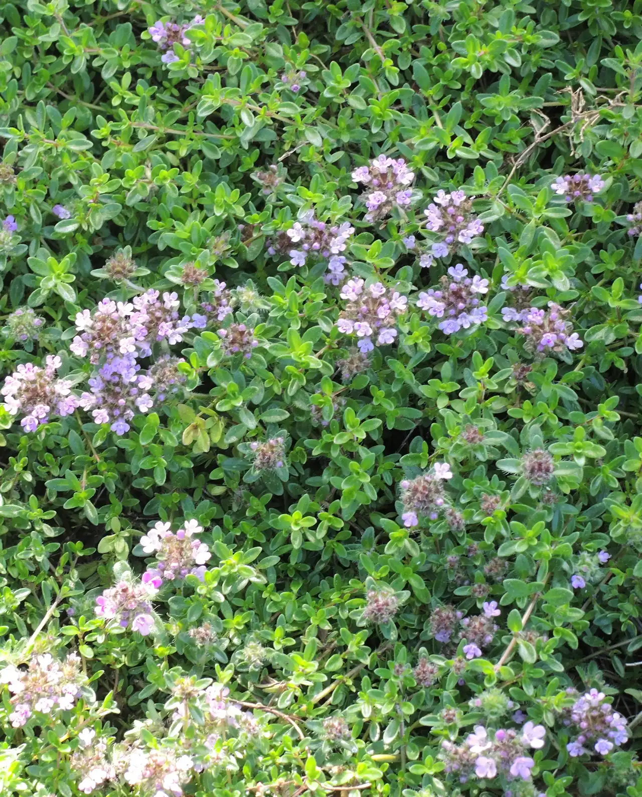 ไทม์ Creeping Thyme