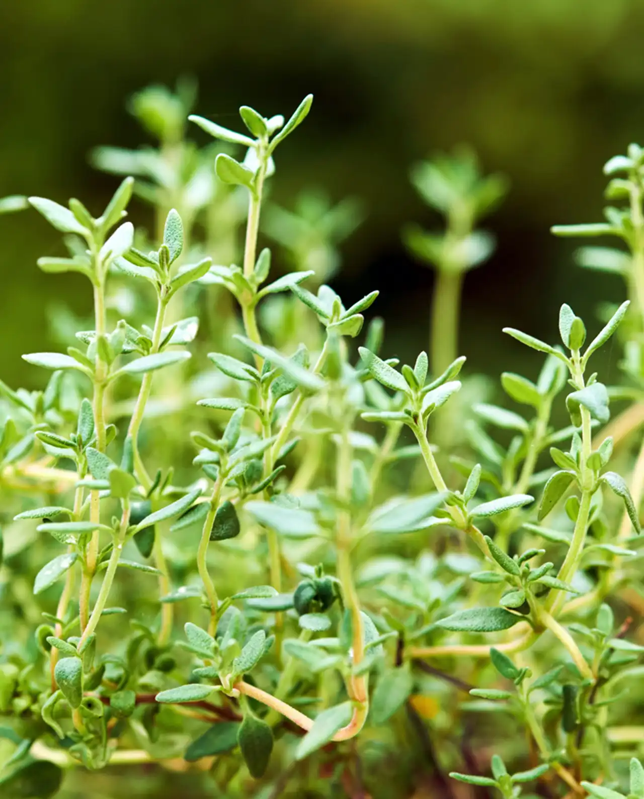 ไทม์ French Thyme