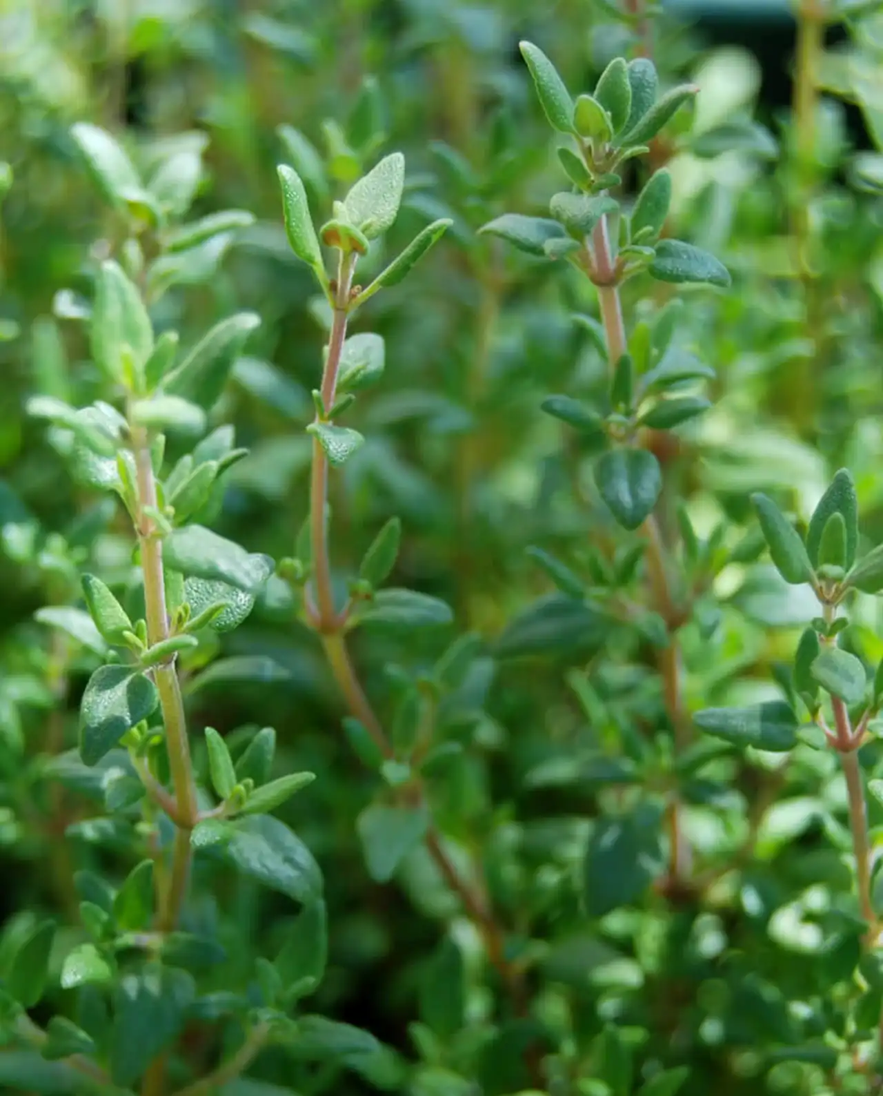 ไทม์ French Thyme