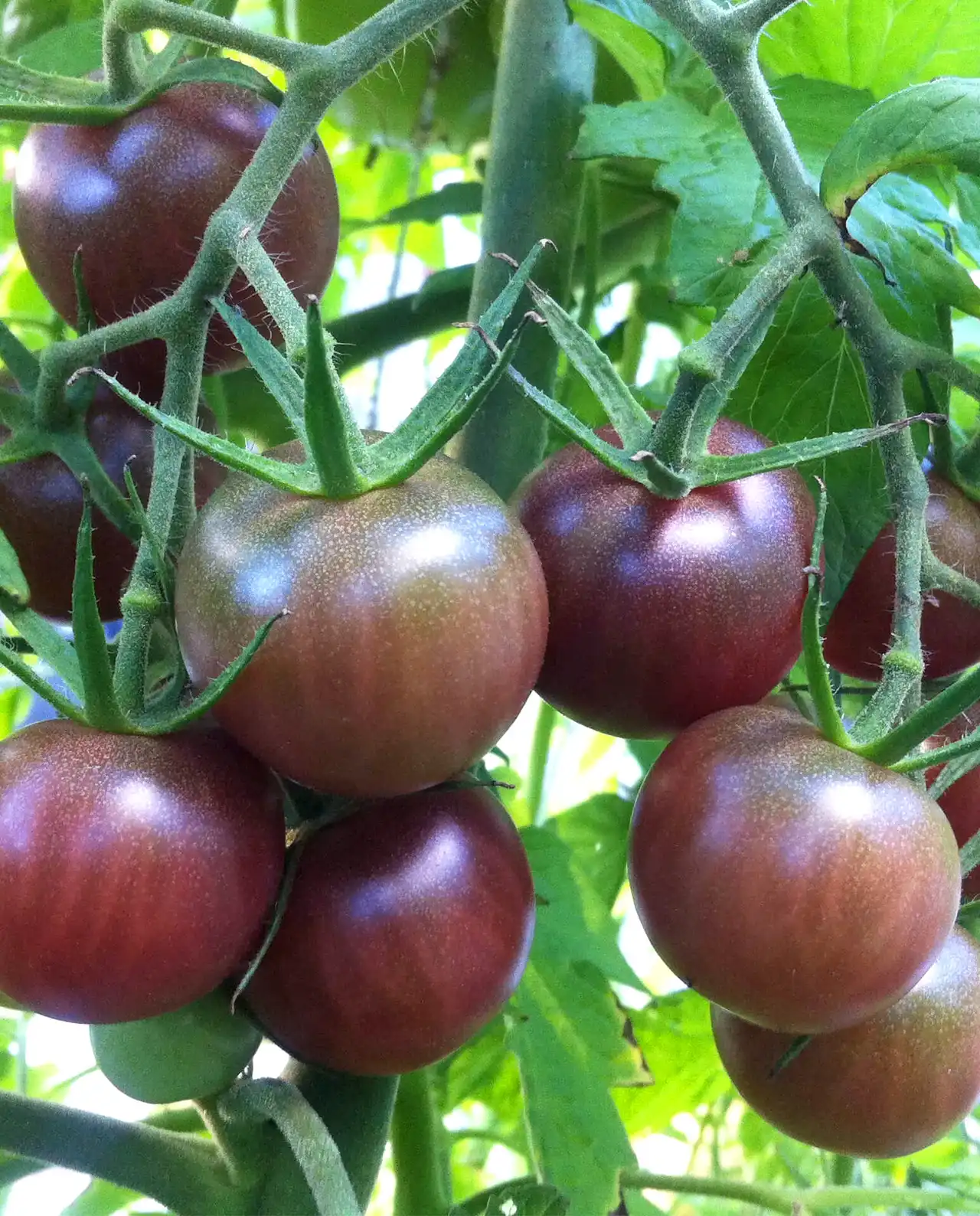 มะเขือเทศ ออร์แกนิค Black Cherry Tomato