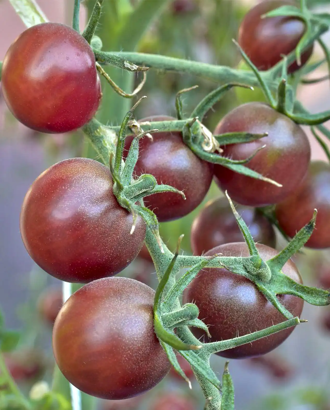 มะเขือเทศ ออร์แกนิค Black Cherry Tomato