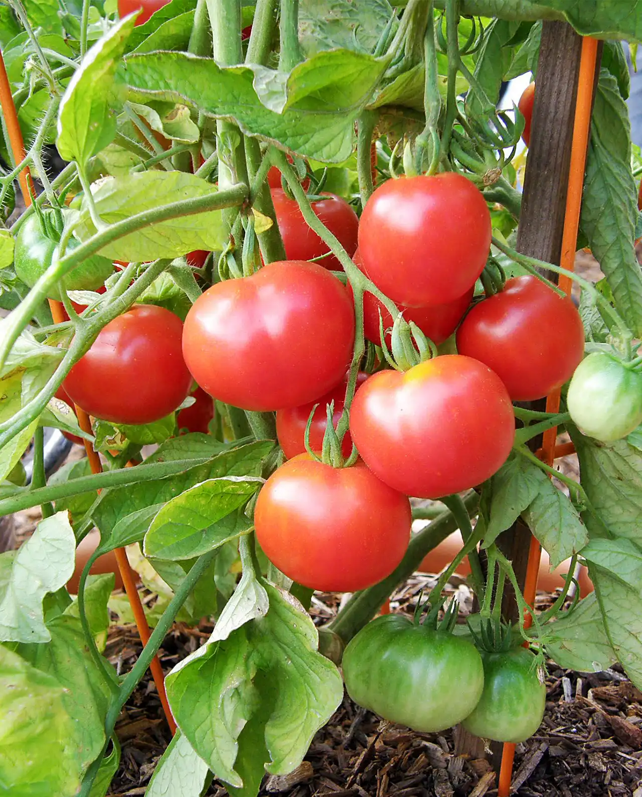 มะเขือเทศ Super Bush Container Tomato