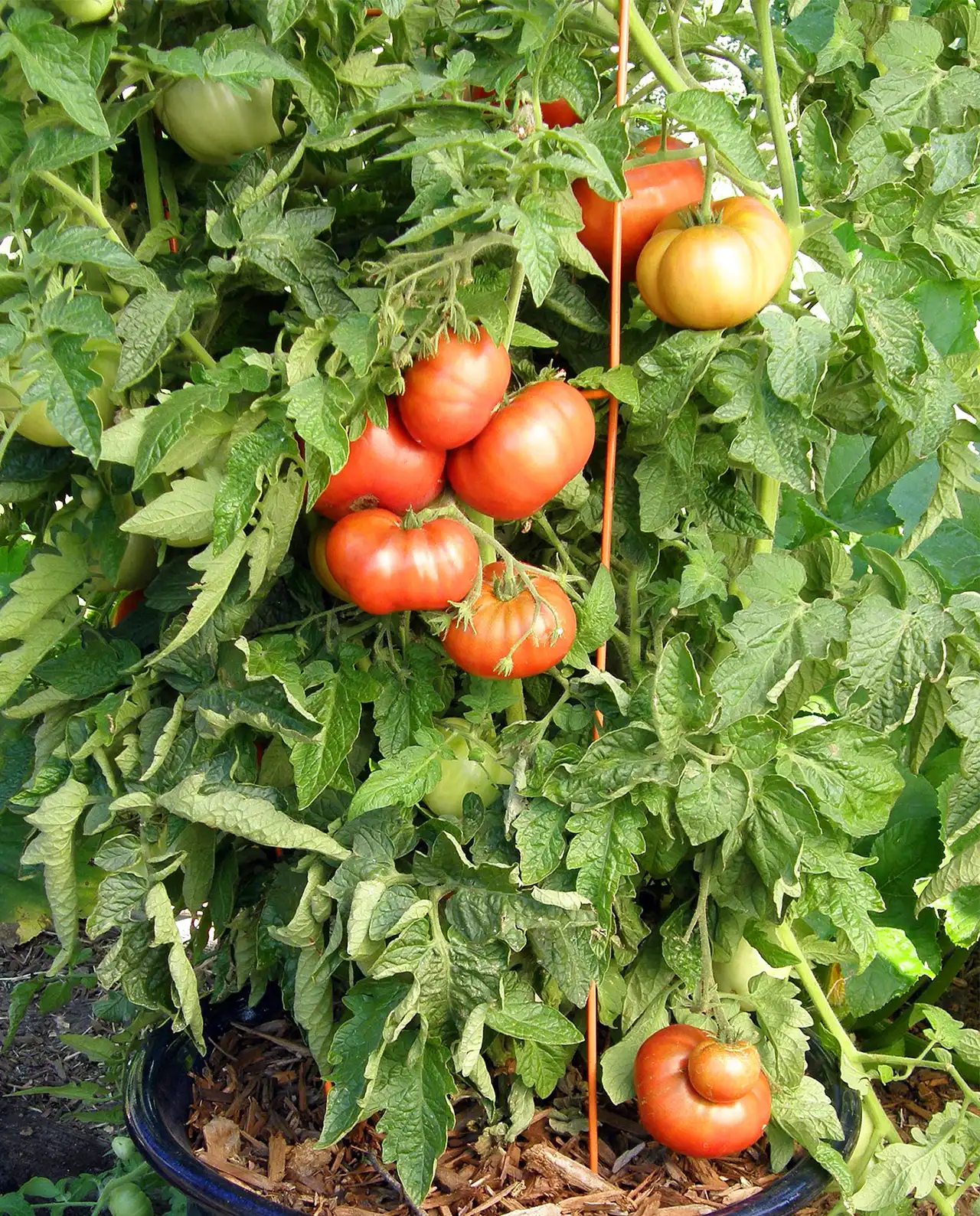 มะเขือเทศช็อกโกแลต ออร์แกนิค Tasmanian Chocolate Tomatoes
