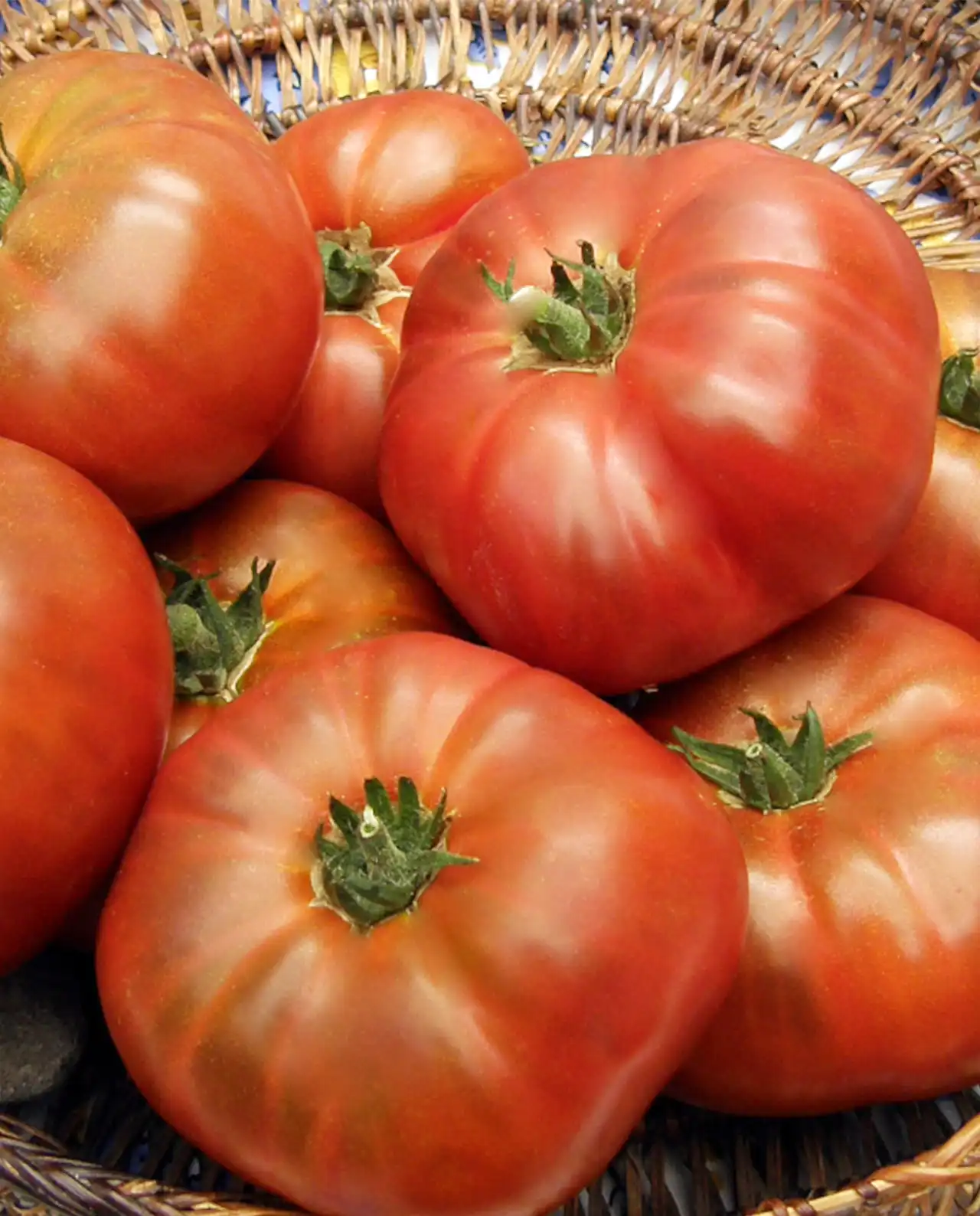 มะเขือเทศช็อกโกแลต ออร์แกนิค Tasmanian Chocolate Tomatoes