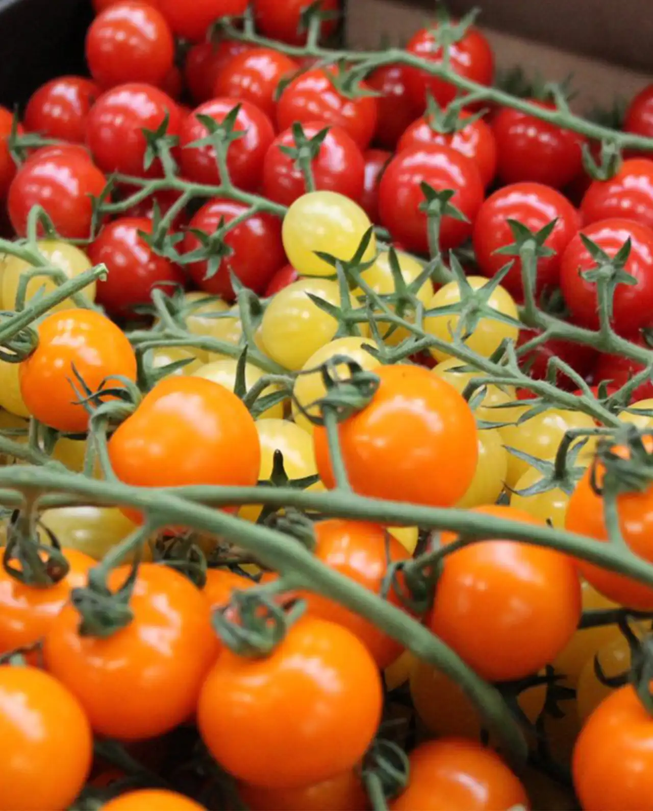 มะเขือเทศเชอรี่ Cherry Tomatoes
