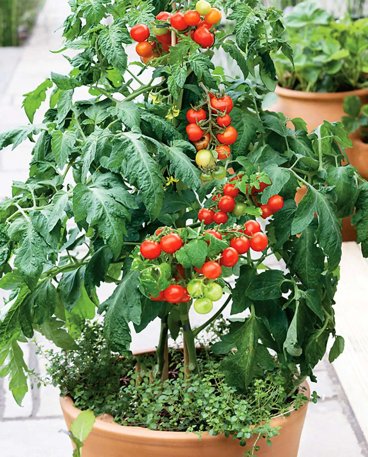 มะเขือเทศเชอรี่ Tomatoes Littl Bites