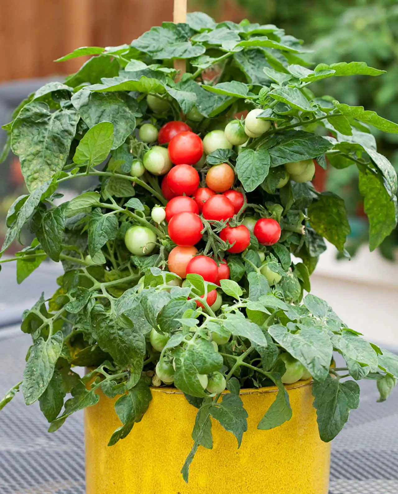 มะเขือเทศเชอรี่ Tomatoes Littl Bites