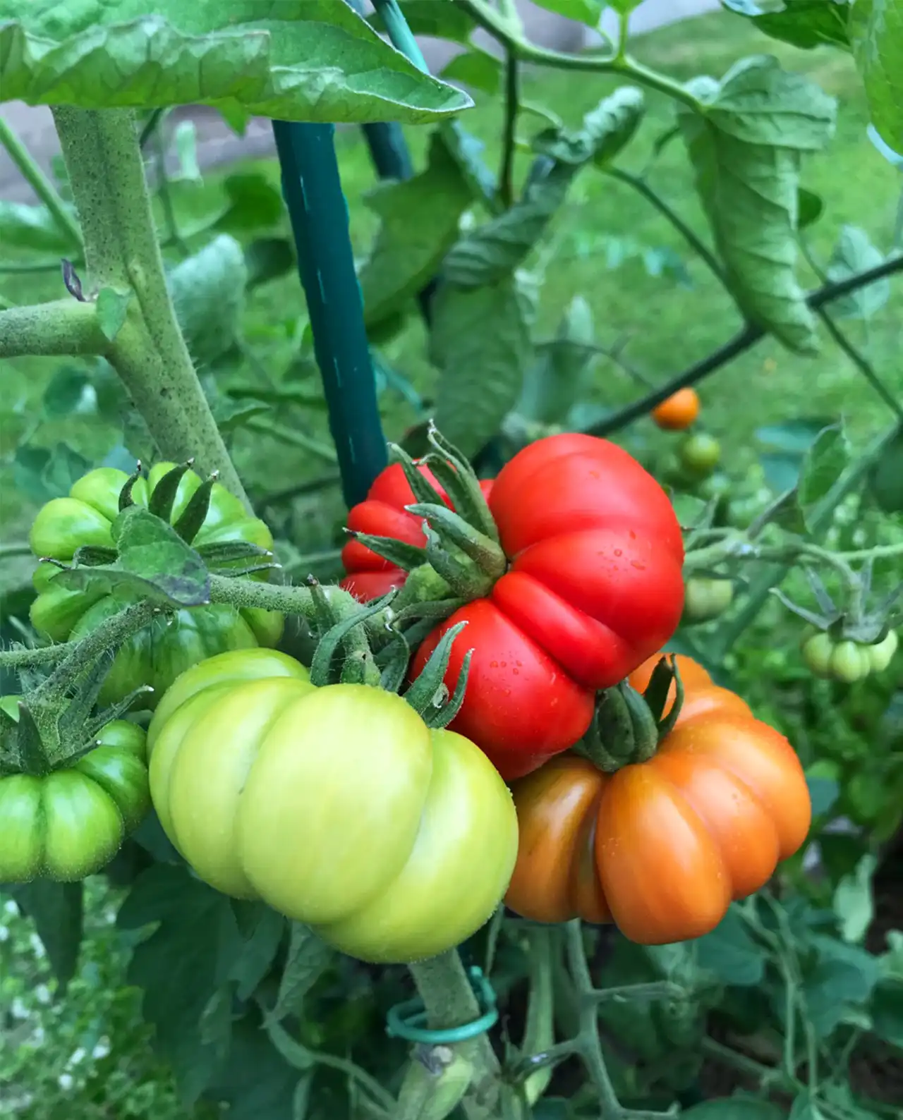 มะเขือเทศ Summer Feast Tomatoes