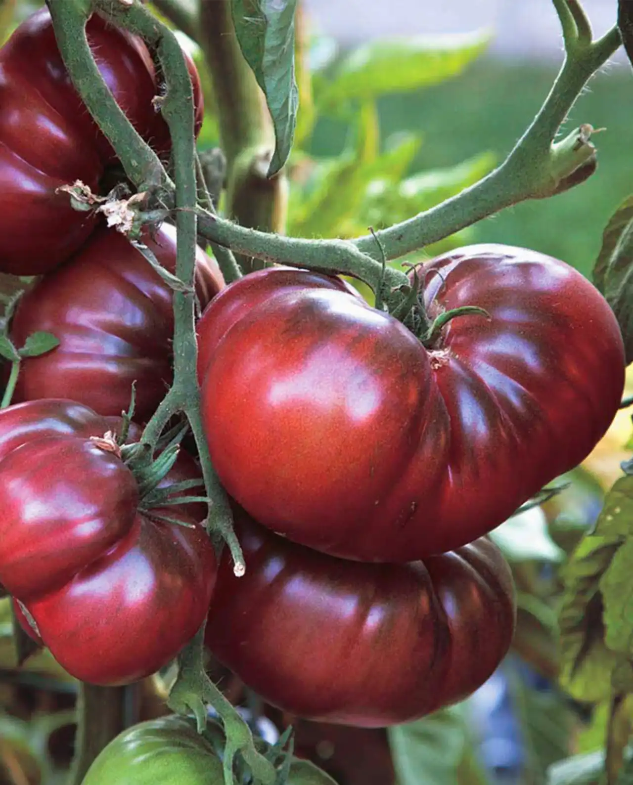มะเขือเทศ Summer Feast Tomatoes