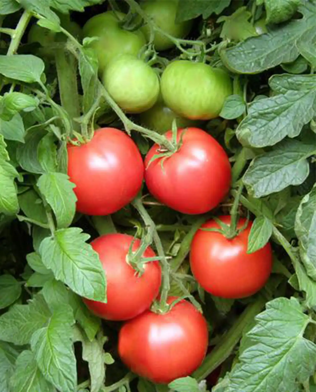 มะเขือเทศ Tomato Crimson Carmello