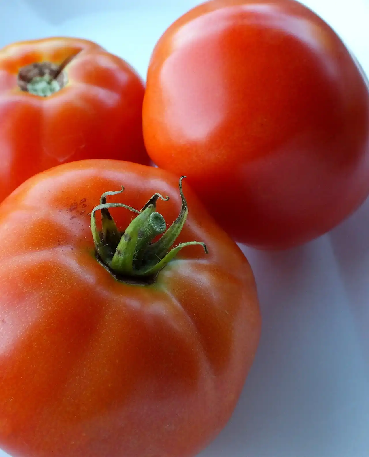 มะเขือเทศ Tomato Crimson Carmello