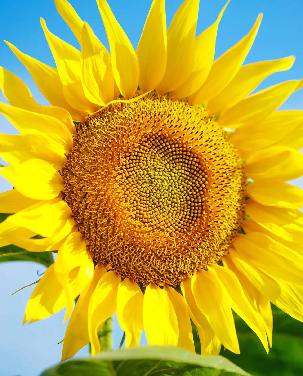 ดอกทานตะวัน Sunflowers Van Gogh