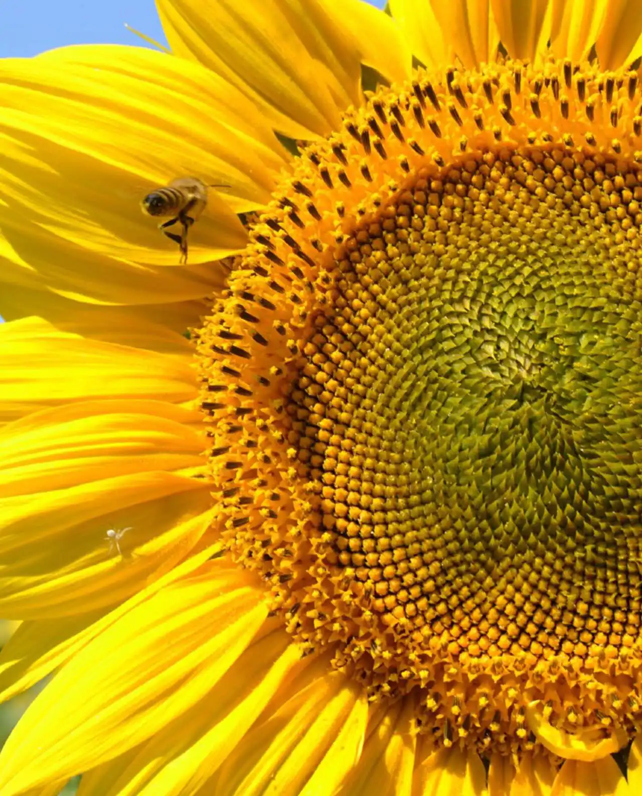 ดอกทานตะวัน Sunflowers Van Gogh