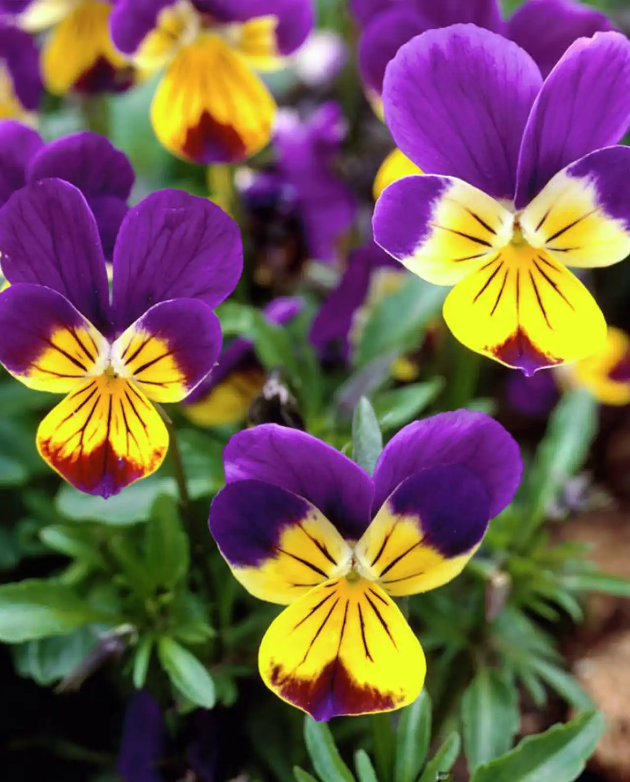 ไวโอล่า Viola Grandma’s Johnny Jump Ups