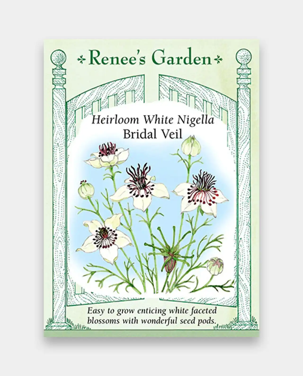 ดอกไนเจลลา White Nigella Bridal Veil