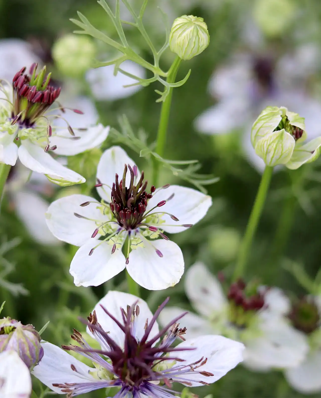 ดอกไนเจลลา White Nigella Bridal Veil