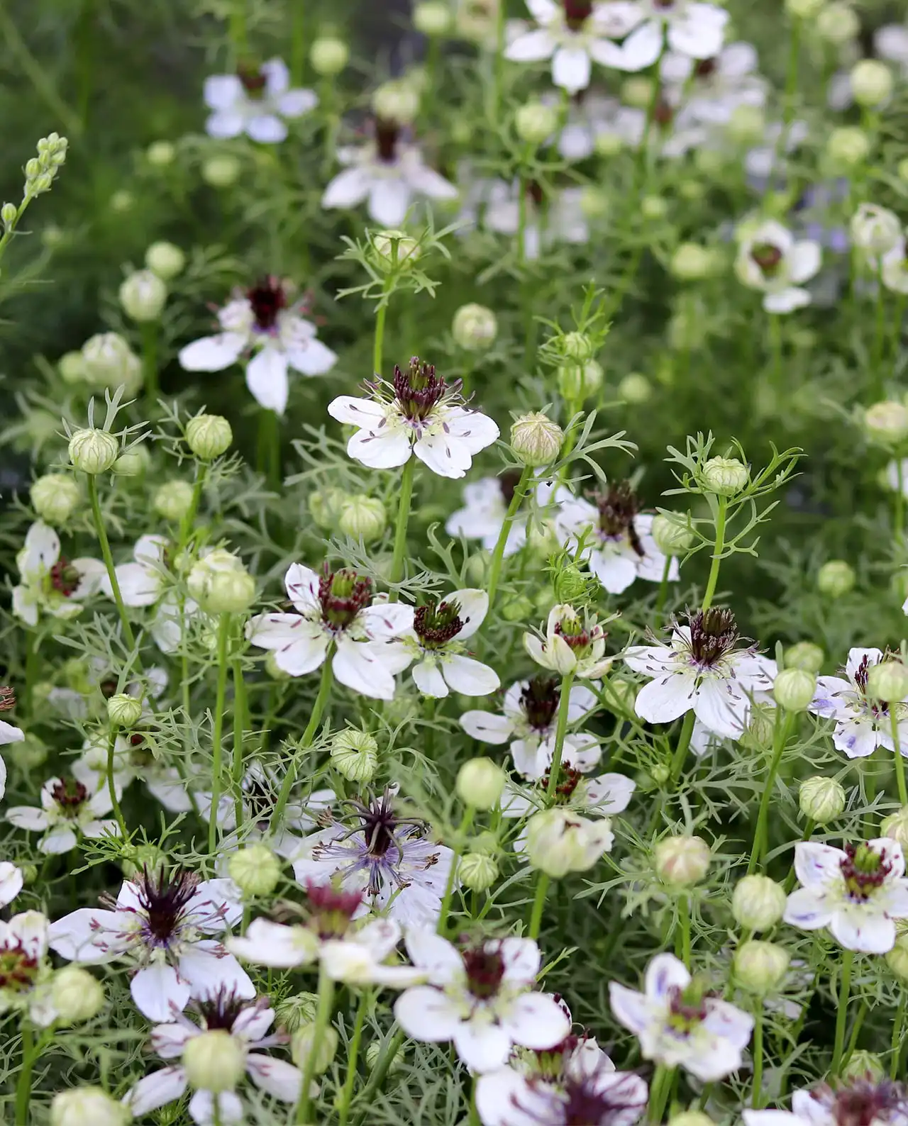 ดอกไนเจลลา White Nigella Bridal Veil