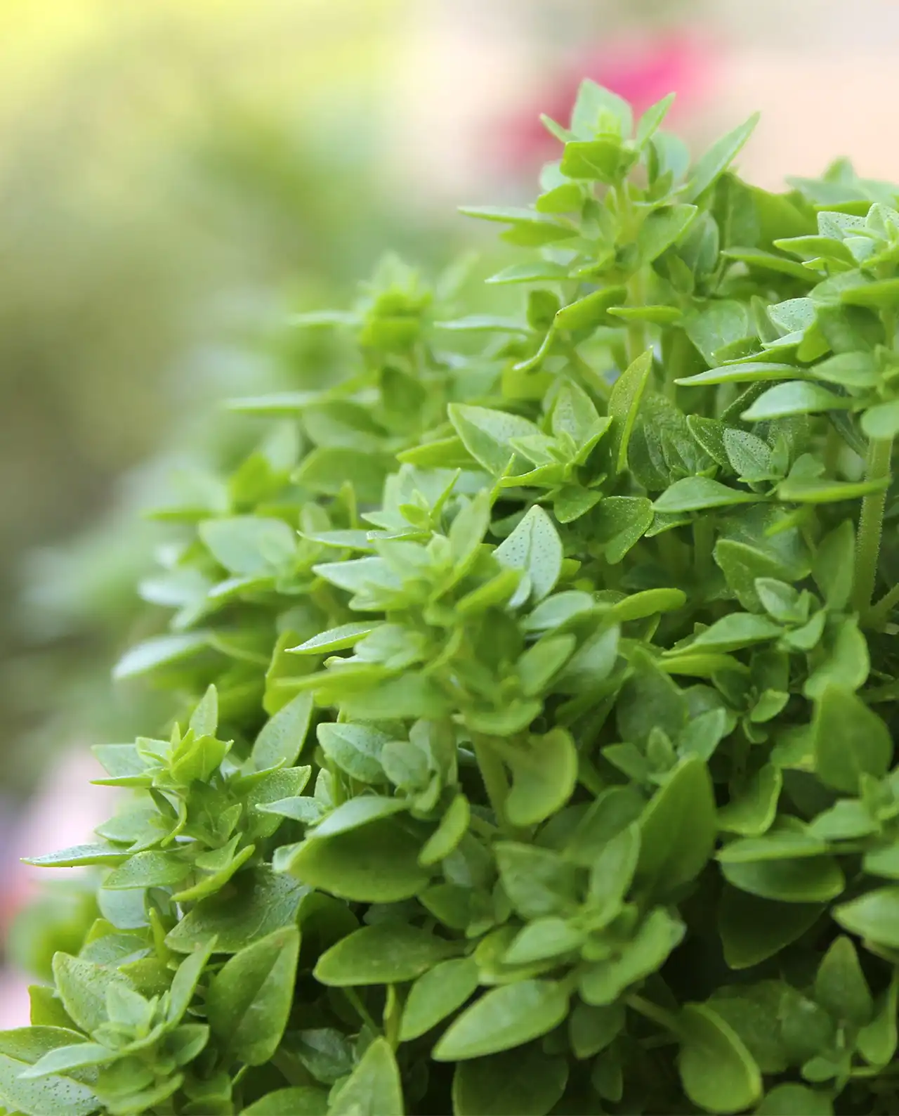 เบซิล Windowbox Mini Basil