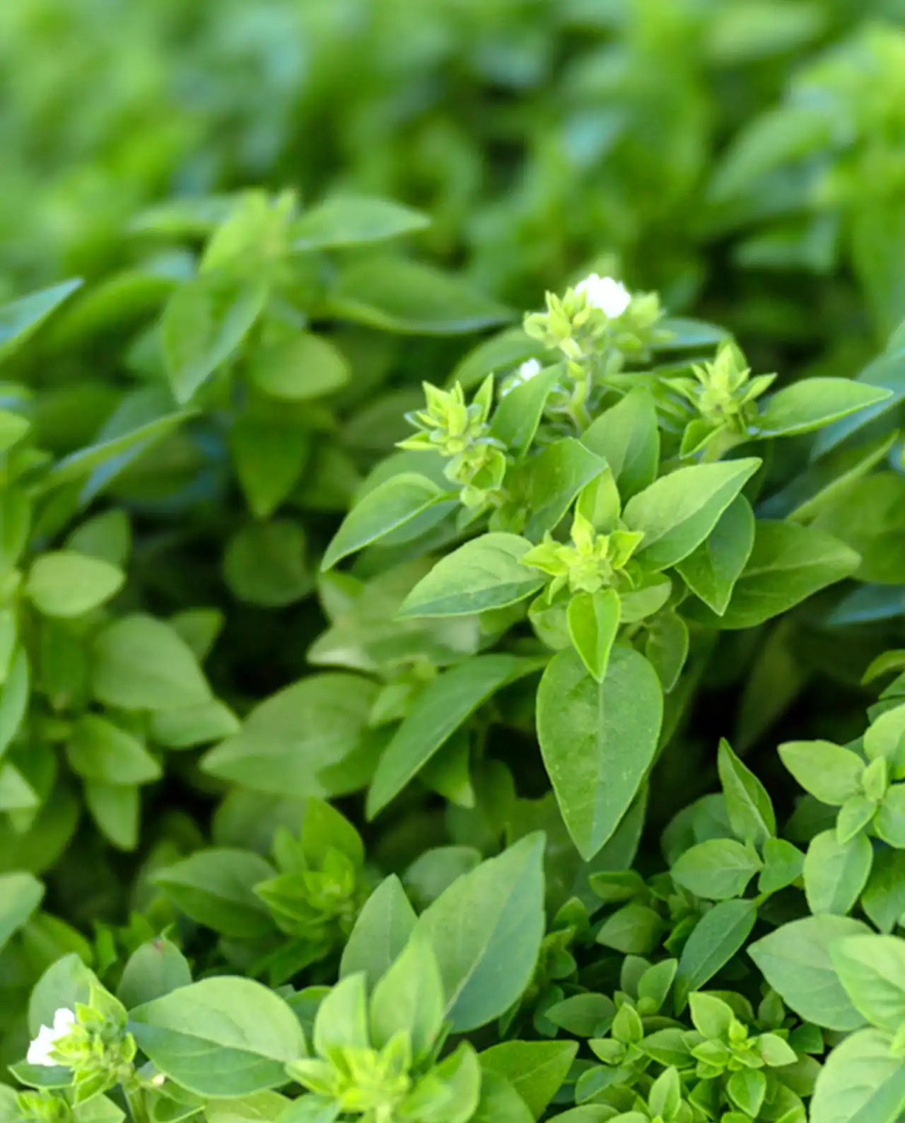 เบซิล Windowbox Mini Basil