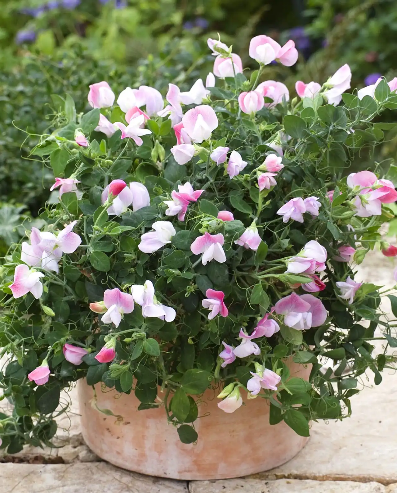 สวีทพี Sweet Peas Color Palette Cupid