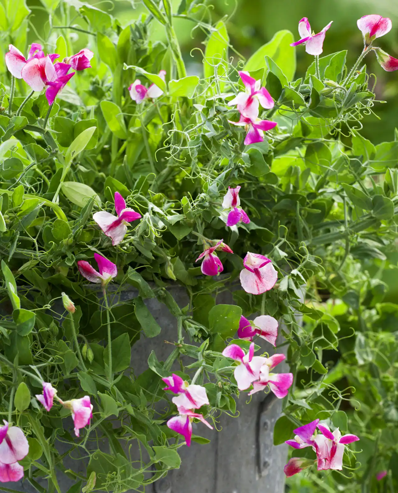 สวีทพี Sweet Peas Color Palette Cupid