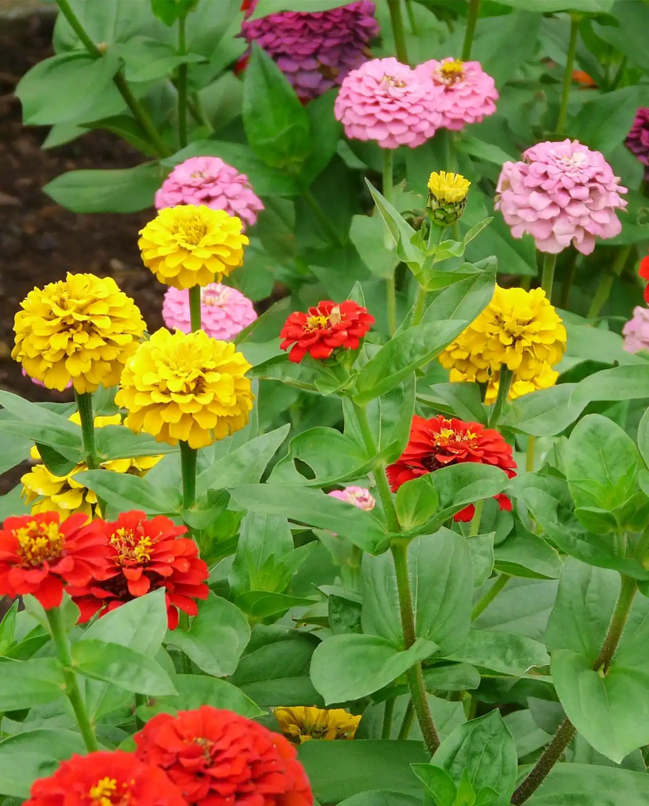 ดอกบานชื่น Zinnias