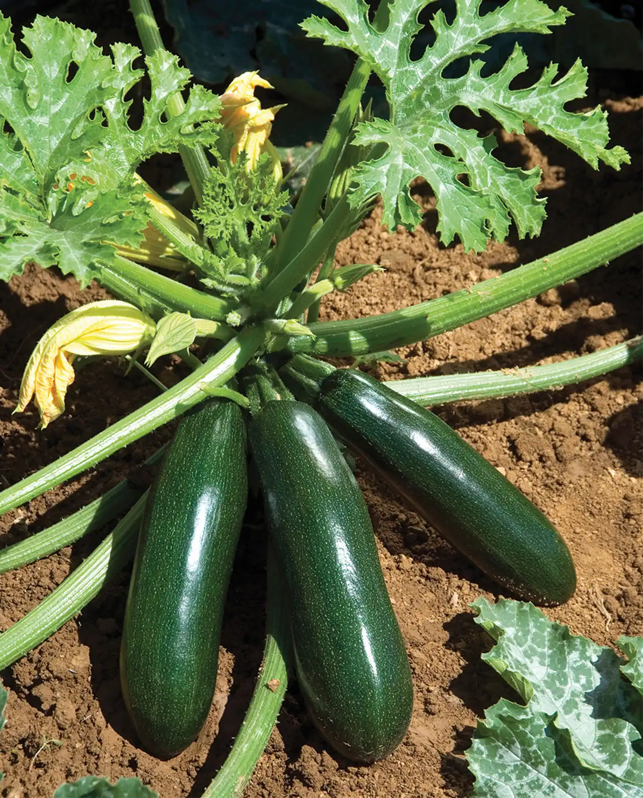 ซุกินี Container Zucchini Astia