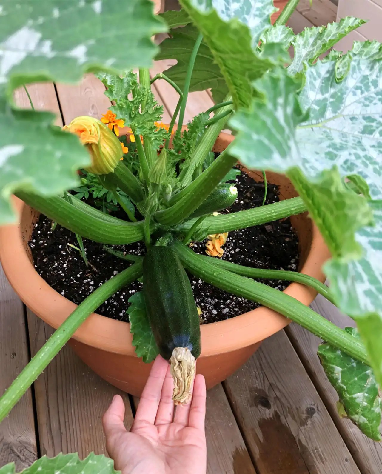 ซุกินี Container Zucchini Astia